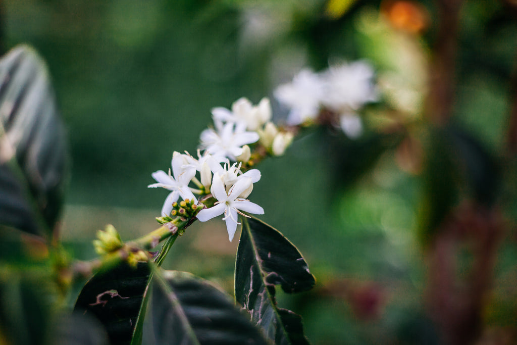 origin of the coffee