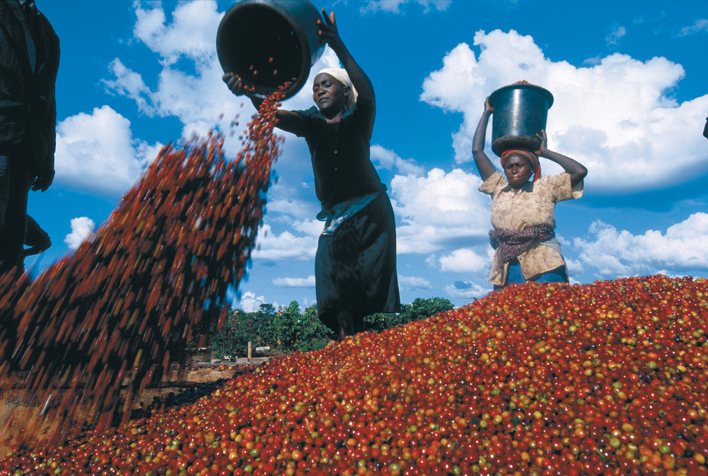 coffee plant